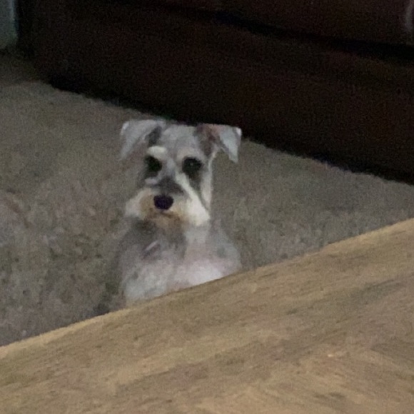 Meet your Posher, Kylee - Picture 1 of 1